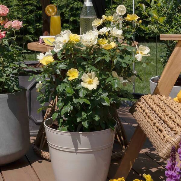 KNOCK OUT 2 Gal. Rose Knockout Easy Bee-zy Shrub with Yellow