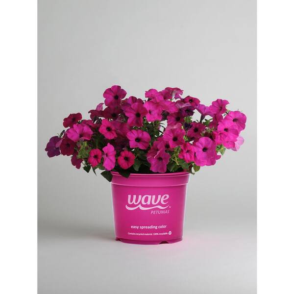 Wave 4 In. Purple Classic Petunia Annual Plant with Purple Flowers (3-Plants)