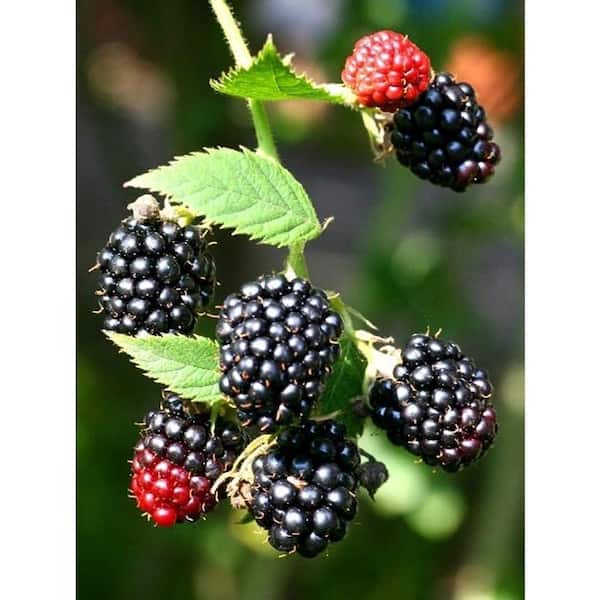Sweet Berry Selections Black Satin Thornless Blackberry Fruit Bearing Potted Plant