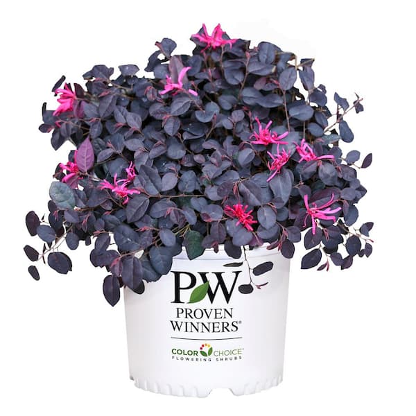 2 Gal. Jazz Hands Mini Loropetalum Shrub with Black-Purple Foliage