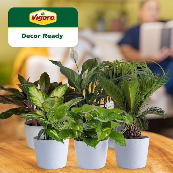 6 in. Peace Lily,Pothos,Sago Palm,Dieffenbachia,Siam and Ponytail Assorted Foliage Plants in White Decor Planter(6-Pack)