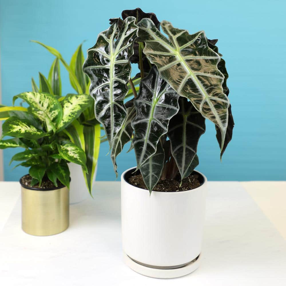 Alocasia Polly 24" Indoor/Outdoor Plant in Black Plastic Pot