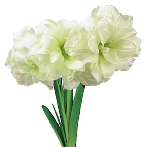 6 in. Pot Alfresco Amaryllis Bulb Holiday Gift Kit in a Decorative (1-Pack)
