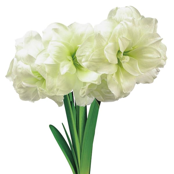 Breck's 6 in. Pot Alfresco Amaryllis Bulb Holiday Gift Kit in a Decorative (1-Pack)