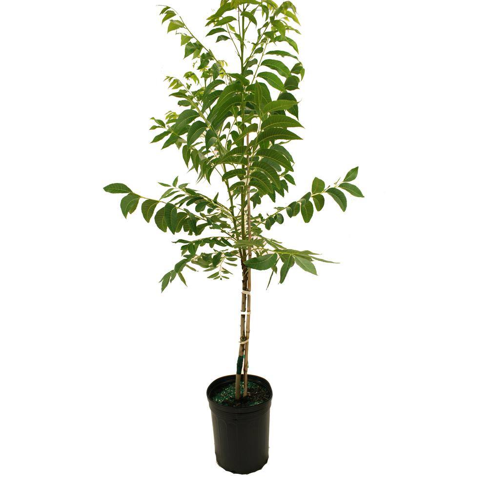 5 Gal. Pawnee Pecan Tree PECPAW05G - The Home Depot