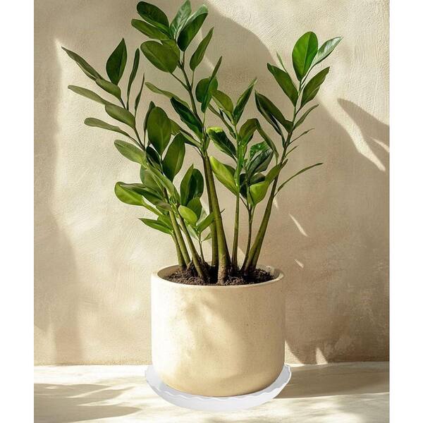 Unbranded 6 Pack Plant Saucer 6 in. Heavy Duty Plastic Plant Saucers,  Durable Plant Tray for Pots, Trays for Planter (White) Jkzzc00438