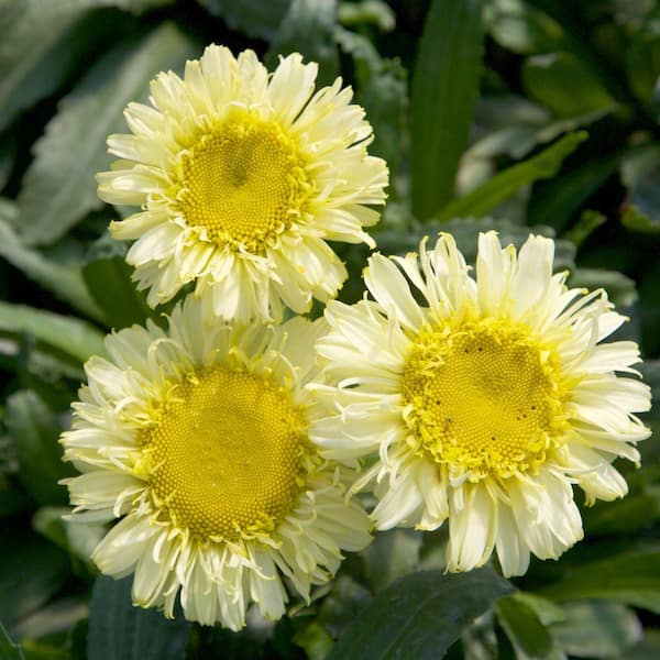 SOUTHERN LIVING 2.5 Qt. Real Charmer Leucanthemum, Live Perennial Plant, Yellow Blooms