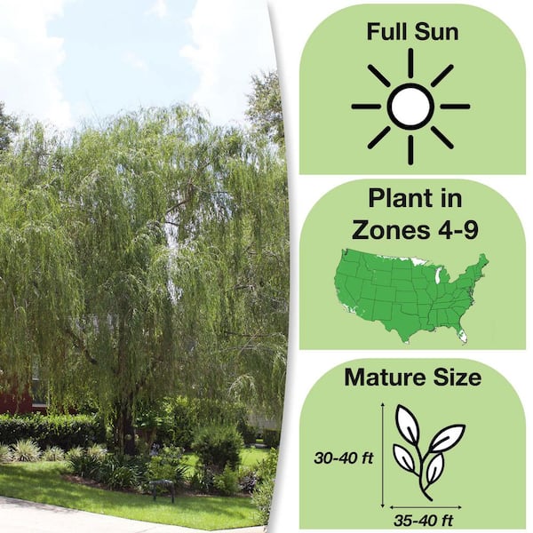 5 Gal. Weeping Willow Tree (2-Pack)