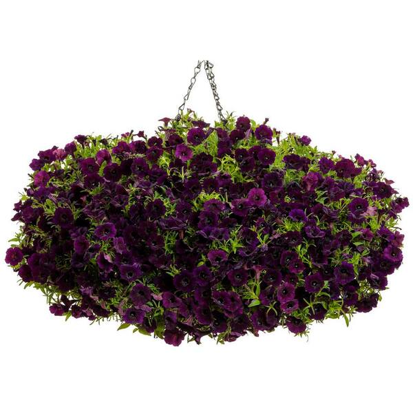 Burger Supersonic hastighed chap PROVEN WINNERS 10 in. Supertunia Mini Vista Midnight Mono Hanging Basket ( Petunia), Live Plant, Purple Flowers SUPPRW6251002 - The Home Depot