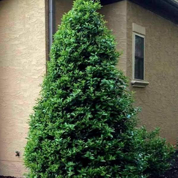 Unbranded 7 Gal. Oakland Holly Evergreen Tree