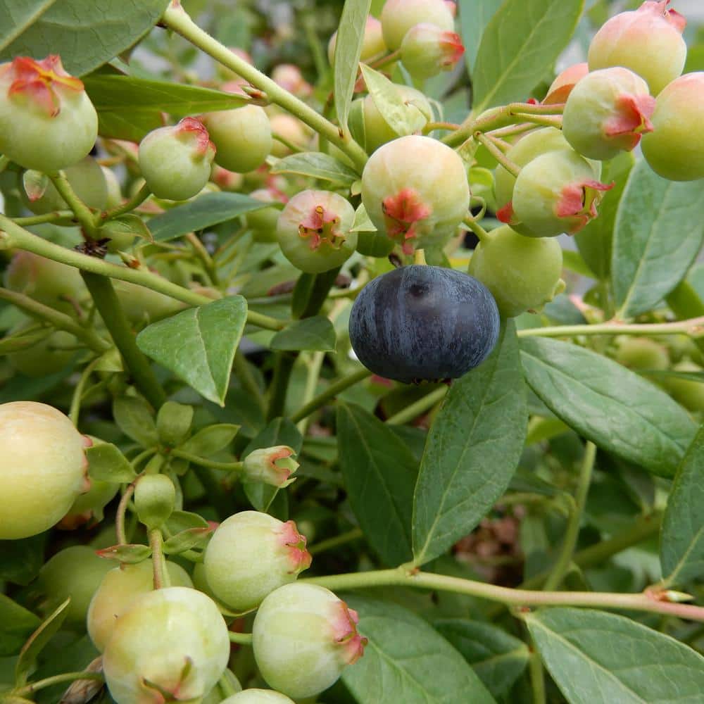 Sapphire Cascade Blueberry Plant with Lush Green Foliage
