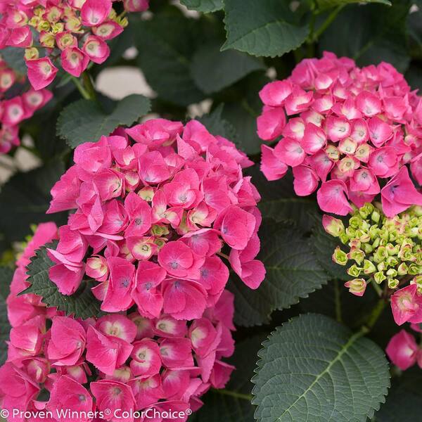 Hydrangea m Endless Summer® BloomStruck® PP25566