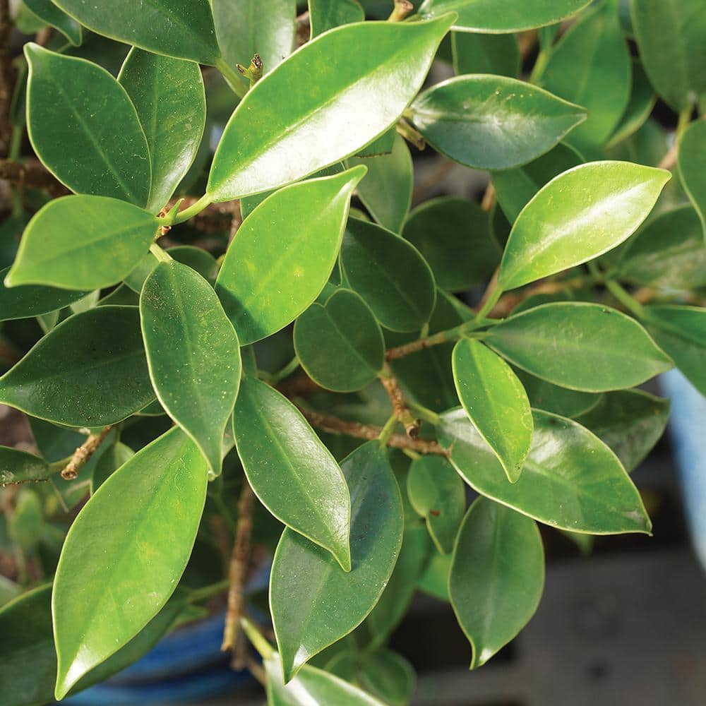 Small Indoor Golden Gate Ficus Bonsai in Ceramic Pot