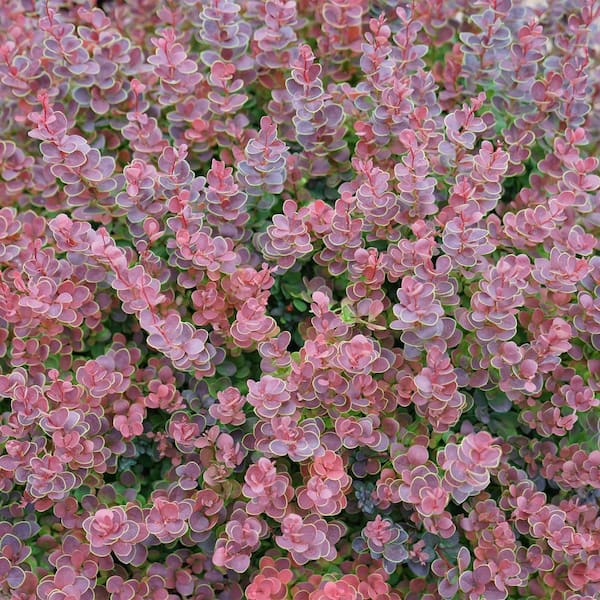 2 Gal. Sunjoy Mini Maroon Barberry Plant with Deep Purple-Red Foliage