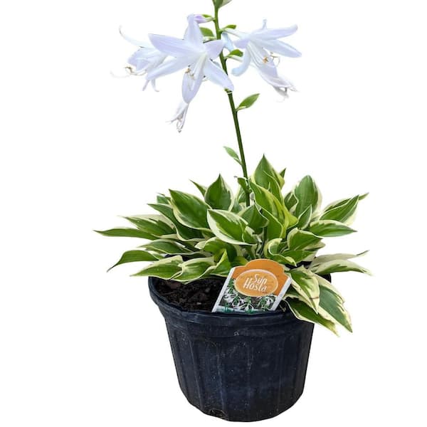 1 gal. Sun Hosta Perennial Plant with White Flowers