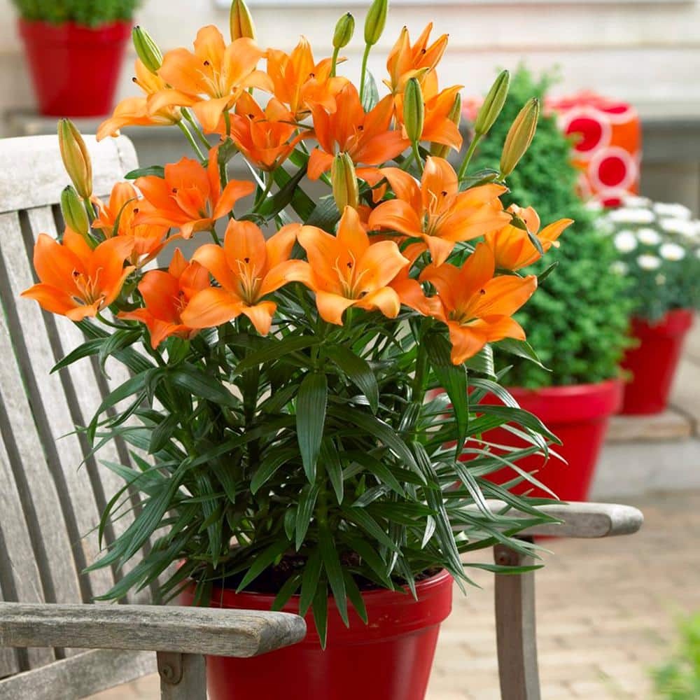 lily flower colour Asiatic Lily Lilium Bulbs Pink Color