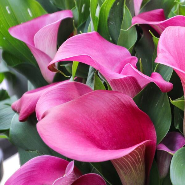 national PLANT NETWORK Calla Lily Zazu Bulb (3-Pack) HD2622