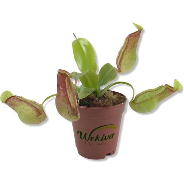 Carnivorous Pitcher Plant-Live Starter Plant in a 2 Inch Pot-Nepenthes St Gaya-Indoor Tropical Carnivorous Plants