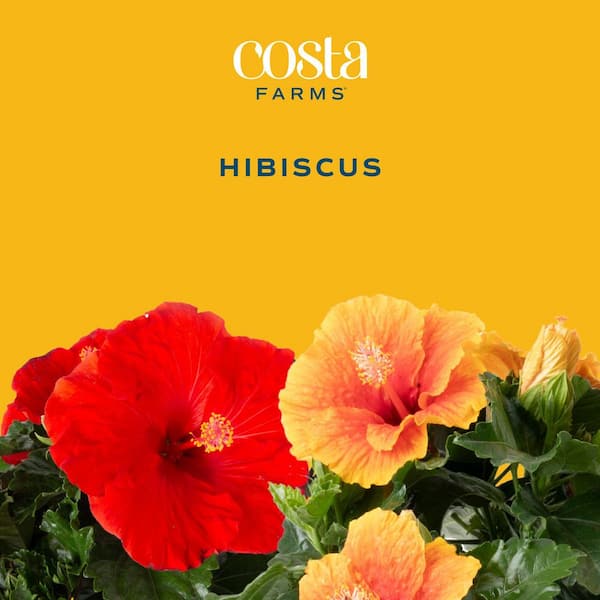 Costa Farms Grower's Choice Premium Hibiscus Flowering Outdoor