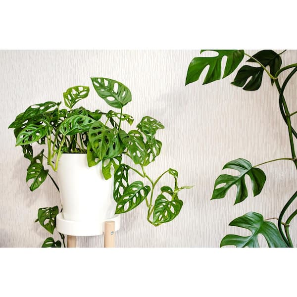 monstera pflanze preis Künstliche Monstera Pflanze kaufen main image 1