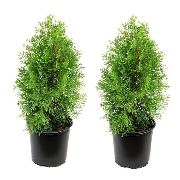 1 gal. Arborvitae Emerald Green Shrub (2-Pack)