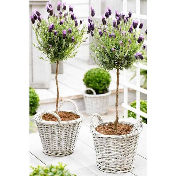 2.5 Qt. Lavender Standard Topiary Tree Perennial Plant with Purple Flowers in 8 in. Grower's Pot