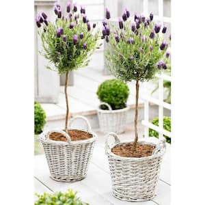 2.5 Qt. Lavender Standard Topiary Tree in 8 in. Grower's Pot
