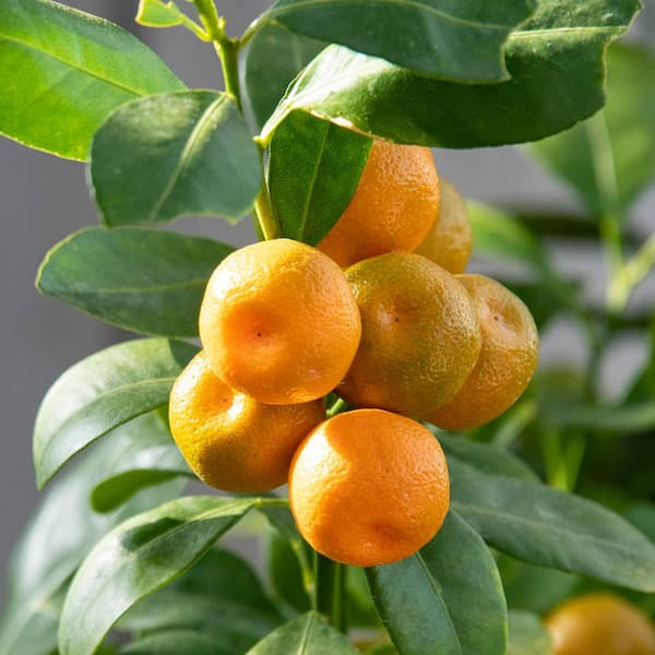 Gurney's 4 in. Pot White Flowers to Orange Fruit Small Calamondin Orange Tree Live Fruiting Tropical Tree (1-Pack)