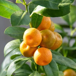 Calamondin Orange Citrus Fruit Tree grown in a 6 in. Pot (1-Pack)
