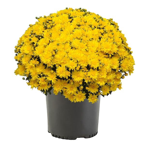 ENCORE AZALEA 3 Qt. Chrysanthemum (Mum) Plant with Yellow Flowers