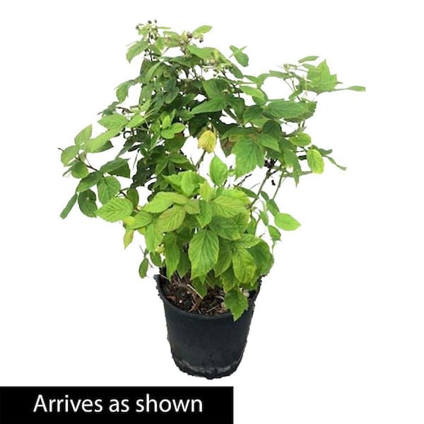 colusia plant Clusia Hedge – Jungle Plants