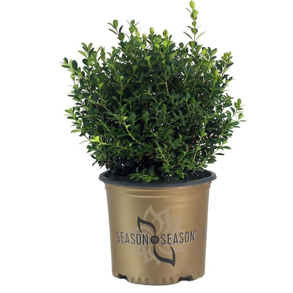 SEASON TO SEASON 1 Gal. Baby Gem Boxwood Shrub