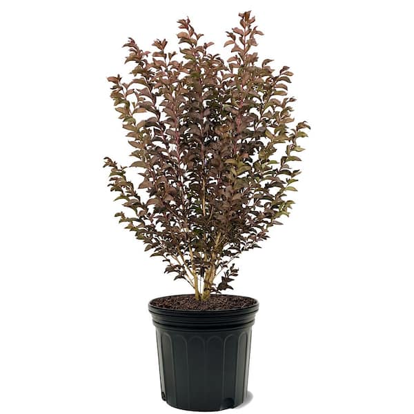 Lavender Lace Crape Myrtle Dark Leaf Purple Flowering Ornamental Tree