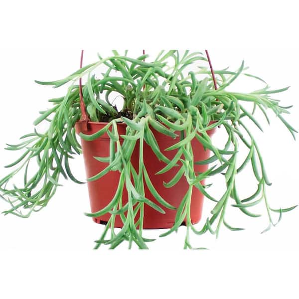 Have a question about Shop Succulents 6 in. Senecio Radicans String of  Fishhooks Fast-Growing Trailing Succulent Indoor/Outdoor Houseplant? - Pg 1  - The Home Depot