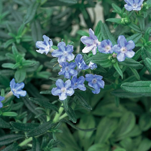 Vigoro 1 Qt. #5Star Blue and White Lithodora Perennial Plant