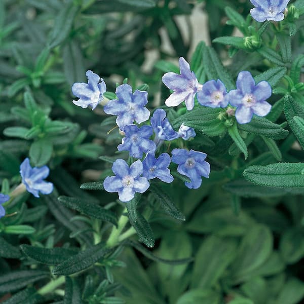 1 Qt. #5Star Blue and White Lithodora Perennial Plant
