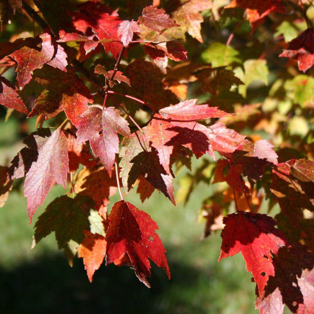 Sunset Red Maple Tree in 5-Gallon Container