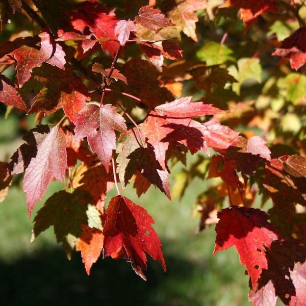 5 Gal. Sunset Red Maple Shade Tree