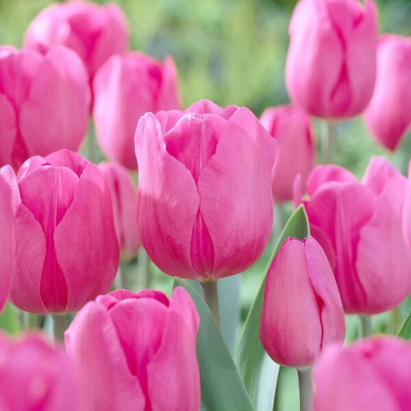 Garden State Bulb 12/ Plus cm, Triumph Don Quichotte Tulip Flower Bulbs (Bag of 100)