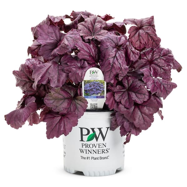 PROVEN WINNERS 2.5 Qt. Heuchera Dolce Wildberry Coral Bells Plant (2-Pack)