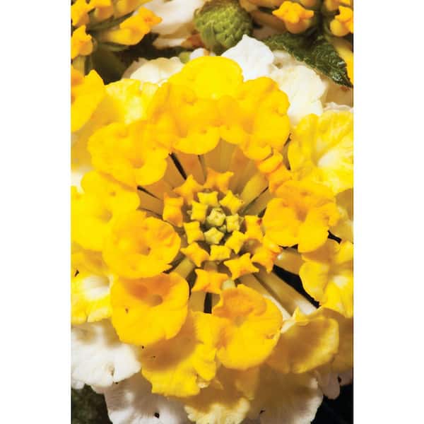 Vigoro 1.5 PT Lantana 'Bandana Lemon Zest' Yellow Annual Plant