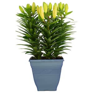 3.20 qt. Asiatic Lily Plant in 7.5 in. Deco Pot