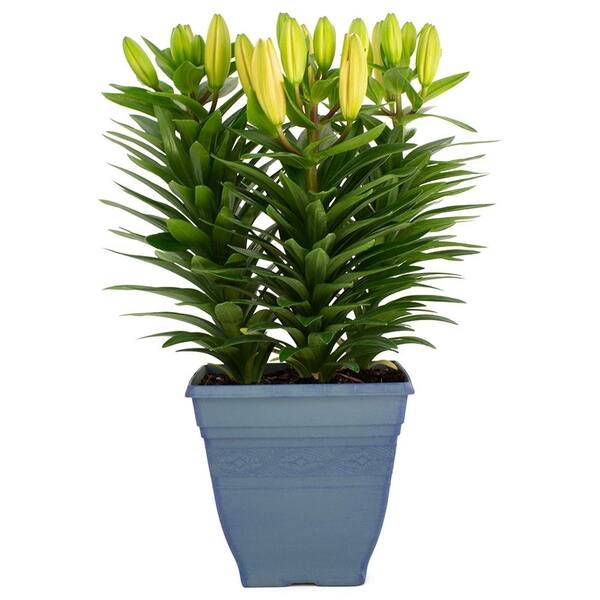 Pure Beauty Farms 7.5 in. 3.20 Qt. Orange Flower Asiatic Lily Plant in Deco Pot