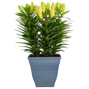 7.5 in. 3.20 Qt. Yellow Flower Asiatic Lily Plant in Deco Pot