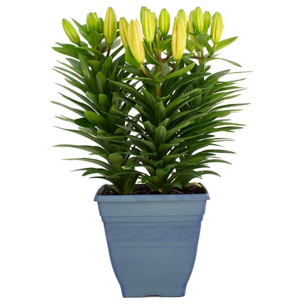 Pure Beauty Farms 7.5 in. 3.20 Qt. Yellow Flower Asiatic Lily Plant in Deco Pot
