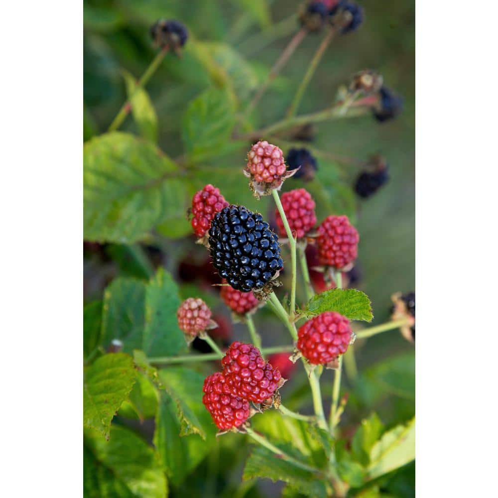 BUSHEL AND BERRY 2 Gal. Bushel and Berry Baby Cakes Blackberry Plant 19570  - The Home Depot