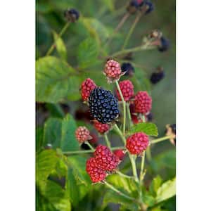 5.5 In. Bushel and Berry Baby Cakes Blackberry Plant