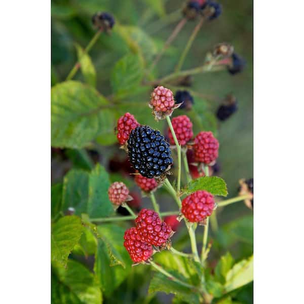 BUSHEL AND BERRY 3.5 In. Bushel and Berry Baby Cakes Blackberry Live Plant (3-Pack)