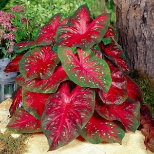 Fancy Red Flash Caladium Bulbs, Bare Roots (Bag of 10)