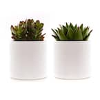 4 in. Assorted Succulent Set in White Dot Pot (2-Pack)
